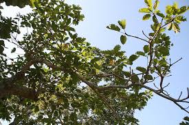 Image result for Sterculia tragacantha
