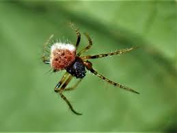 Image result for Poecilostachys
