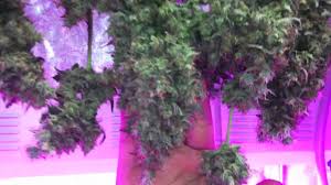 Check spelling or type a new query. Autoflower Marijuana Under Led Grow Lights Northern Light X Big Bud Pro Grow 260x Led Youtube