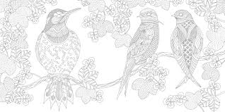 Buffalo are large herding animals also known as bison. Buy Beautiful Birds And Treetop Treasures 8 Millie Marotta Adult Coloring Book Book Online At Low Prices In India Beautiful Birds And Treetop Treasures 8 Millie Marotta Adult Coloring Book Reviews