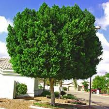 We did not find results for: Laurels For Sale In Houston Always Green Evergreen Trees Big Tex Tree Nurseries Ficus Nitida Fast Growing Trees Succulent Landscaping