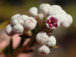 Image result for Phylica emirnensis