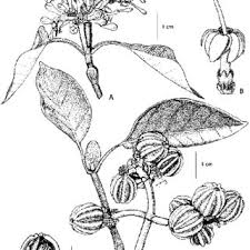 Image result for Coptosperma zygoon