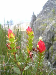 Image result for Penaeaceae