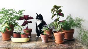 My cat smells like poop, an expression that we sometimes hear from other furparents. Plants Pets Tips For Success Mulhall S