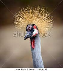 Sora from kingdom hearts, maybe? Spiky Haired Bird Bird Spiky Stock Photos
