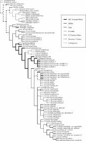 Image result for Leucas deflexa