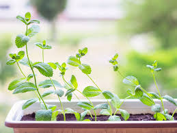 Get your spearmint starter kit. How To Grow Mint Realestate Com Au