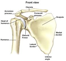 The most important part in our project is the microprocessor design. Frozen Shoulder