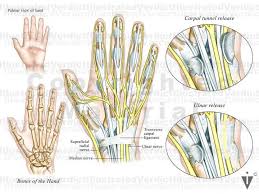 Image result for Normal Anatomic Position of the Hand and Wrist
