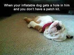 Just for your information, funny animals pictures for facebook located in category and this post was posted by unknown of new funny picture jokes. Funny Animal Memes Photos Facebook