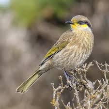 Image result for Melhania virescens