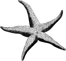 Starfish Image Digital Stamps Stamp Image