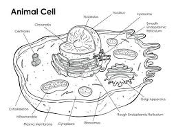 Images of cells showing the ma. Ask A Biologist Coloring Page Animal Cell Answers