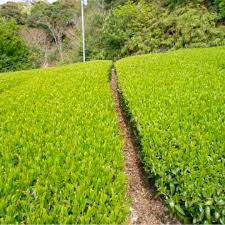 Daisan Tea from Japan