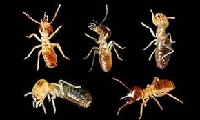 Subterranean, dampwood, and drywood termites. Identifying Termites Termite Learning Center Heron Home Outdoor