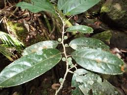 Image result for Drypetes