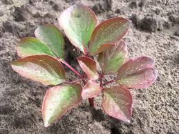 Get inspiration for your garden planters & learn how to build garden beds, planter boxes and vertical gardens. Ron Boekel My Gardening Path Gardening Australia The Peony Society