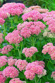 ✓ free for commercial use ✓ high quality images. How To Plant Grow Sedum A Hardy Perennial With Stunning Fall Color
