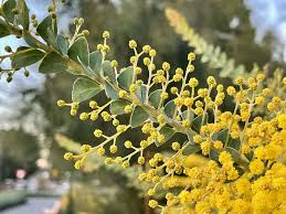 Image result for Acacia
