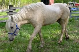 Find and save curly haired horse memes | from instagram, facebook, tumblr, twitter & more. Curly Horse Breed Information And Pictures Petguide
