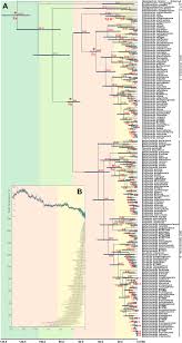 Image result for Cryptocarya liebertiana