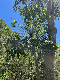 Image result for Cussonia spicata