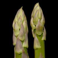 Image result for Asparagus schroederi