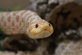 We did not find results for: Cancelo Albinohognose No Twitter