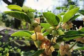 Image result for Withania