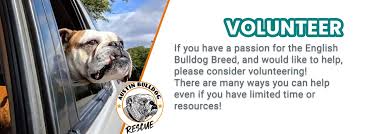 Unfortunately, hundreds of bulldogs are lost, abandoned, taken to animal shelters, or surrendered to rescues every year. Home Austin Bulldog Rescue