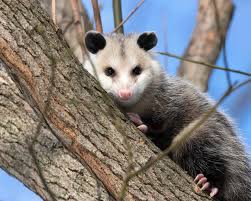 However, when threatened, the possum can attack so you need to consider this if you want to rear one as a pet. Opossum Operation Wildlife