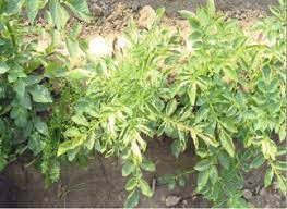 Of course, you want to prevent this. Symptoms Of Potato Apical Leaf Curl Virus Download Scientific Diagram