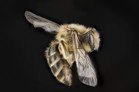 Check spelling or type a new query. Ground Nesting Bees Are They A Threat To You Or Your Lawn