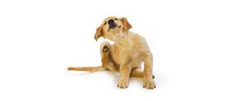 The Common Dog Fleas And Ticks Of Today Are More Resistant The Common Dog