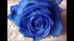 When you have your blue roses, soak them for 24 to. Growing Blue Roses From Seed Youtube