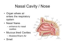 The internal part of the nose is termed. Respiratory System Parts Function Ppt Video Online Download