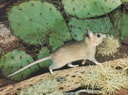 These rodents are accomplished swimmers. Pack Rat These Are What My Dad Kills They Can Do Damage They Are Cute Though Look Like Pet Rats Cute Rats Pet Rats Animals