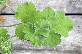 Image result for Pelargonium domesticum round-leaved bushy