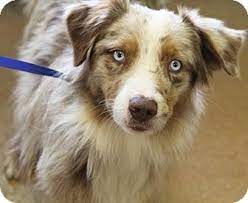 We did not find results for: West Milford Nj Australian Shepherd Meet Pierce 3 Legs A Pet For Adoption