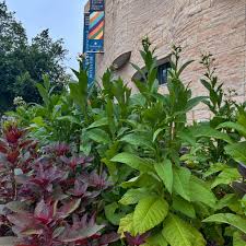 Image result for Nicotiana tabacum