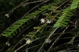 Image result for Centemopsis filiformis