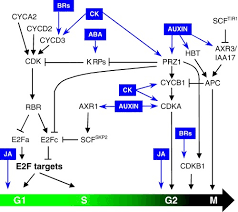 Maybe you would like to learn more about one of these? Hormonal Control Of The Plant Cell Cycle Specific Cdk Cyclin Complexes Download Scientific Diagram
