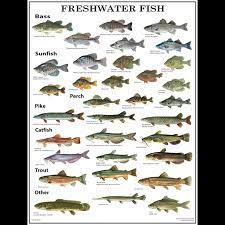 Gmco S Freshwater Fish Poster Laminated Gmco Maps