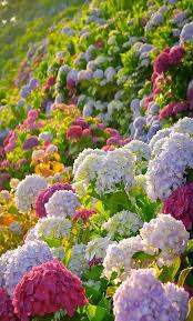 Pin By Aryan Rauf On Flower Garden Hydrangea Garden Garden Care Flower Garden