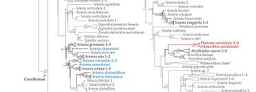 Image result for Acritochaete volkensii