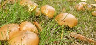 Image result for Suillus weaverae