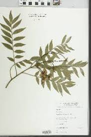 Image result for Haplocoelum foliolosum