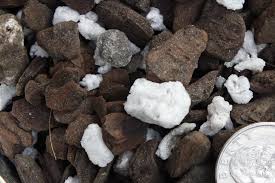 Image result for Chamaeangis