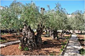 Der Garten Gethsemane In Jerusalem Foto Bild Landschaft Garten Parklandschaften Natur Bilder Auf Fotocommunity